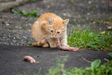 Naklejka na ściany i meble lean stray red cat eats meat