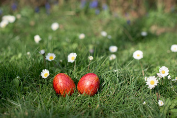 Easter hunt - different color eggs in a back yard