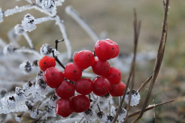 red berries in snow