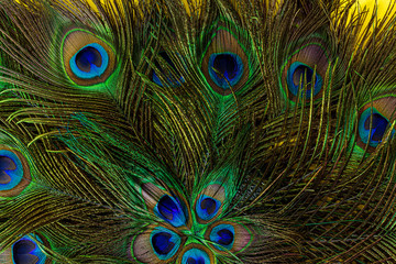 Colorful patterns of thousands of beautiful birds,Peacock Feather, Peacock, Feather, Animal, Bird