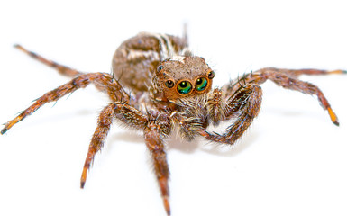 Fototapeta premium Jumping spider isolated over white. Macro photo with high magnification