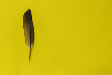 Luxury gold dress, gilding, black swan feather, gold on yellow background