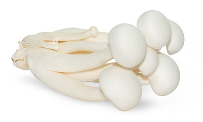 Fototapeta na wymiar White beech mushrooms or Shimeji mushroom isolated on white background