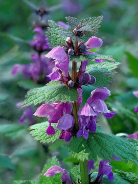 Die Purpurrote Taubnessel (Lamium purpureum) kommt in vielen G&auml;rten vor