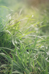 Sunny fresh field and lush green grass