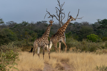 A pair of giraffes (Giraffa giraffa) in the Timbavati reserve, South Africa