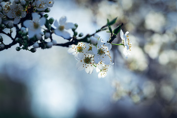 Cherry blossom in spring