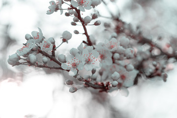 Blooming white flowers tree in the park