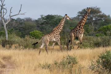 A pair of giraffes (Giraffa giraffa) in the Timbavati reserve, South Africa