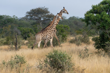 A pair of giraffes (Giraffa giraffa) in the Timbavati reserve, South Africa