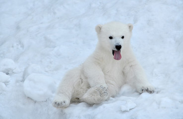 polar bear cub