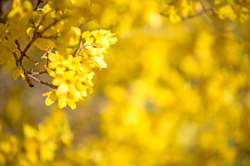 Kwitnące żółte kwiaty - obrazy, fototapety, plakaty