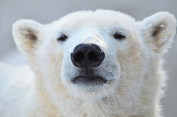 Plakat polar bear cub