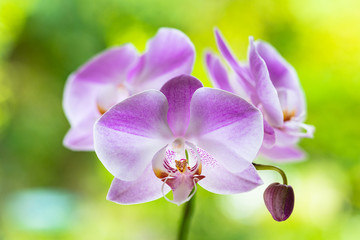 Purple Orchid Flowers