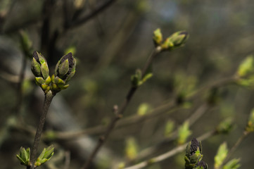 First green leaves on branch of tree
