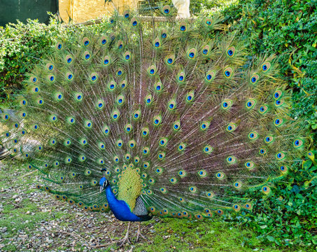 Beautiful indian peacock with open colorful tail.