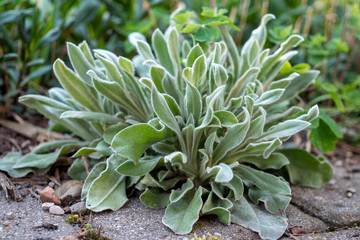 First green leaves of the lavender-leaf stachys (Stachys lavandulifolia). In the spring in a flower bed. Close up with bokeh.