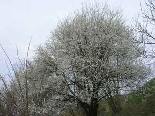 Ukraina rzeka Dniestr © Denys