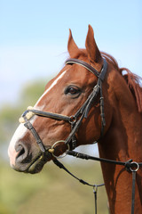 Fototapeta premium Close up of a chestnut colored race horse on natural green blur background in sunshine