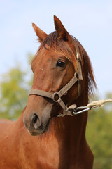 Obraz premium Close up of a chestnut colored race horse on natural green blur background in sunshine