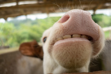 close up of mouth cow
