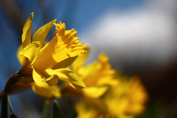 Monophonic yellow narcissuses with a large crown against the background of the blue sky with white clouds.