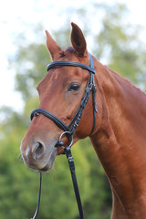 Obraz premium Close up of a chestnut colored race horse on natural green blur background in sunshine
