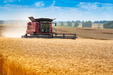 Red modern combine harvester in the field. Harvesting wheat. Golden ears of corn against a blue sky...