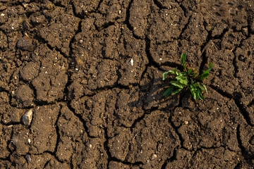Detail of a cracked earth, crack earth, crack soil , global warming