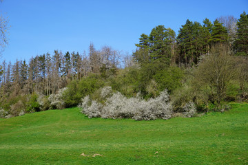 Ein Blick über das Feld auf die weiß blühende Schlehe am Waldesrand an einem schönen sonnigen Tag im April