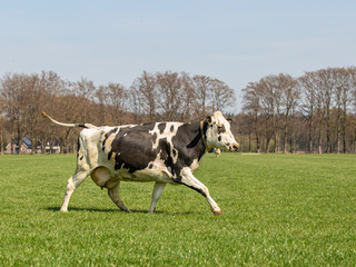 Black and White Holstein-Friesian Cow running in the sunlight in the meadow, the first time in...
