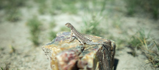 Desert lizard 