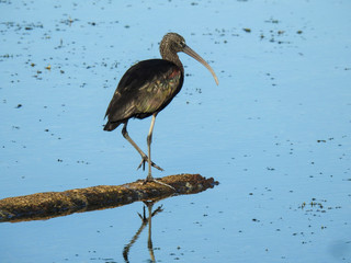 Immature Glossy ibis in the Orlando Wetlands, Florida