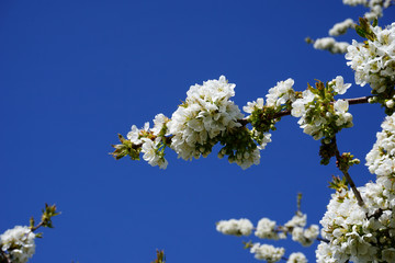 weiß blühende Kirschblüten im April mit blauen Himmel 
