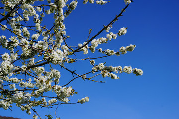 Äste mit weiß blühenden Kirschblüten mit blauem Himmel 