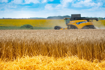 Obraz premium Large modern combine harvester among the ears of wheat. Yellow field with a straw against the blue sky.