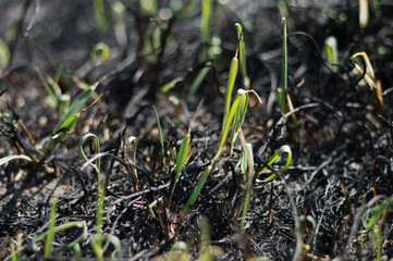 Green grass try to grow after fire