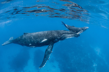 Mother and calf humpback whale, Tonga, Baby humpback whale calf gets lifted to the surface by its...