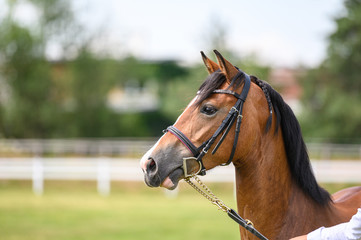 Obraz premium Portrait of horse in horse show, nice bokeh.