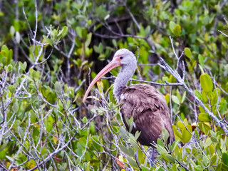 Immature white ibis in the Merritt Island Wildlife Refuge, Florida