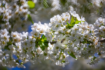 Cherry blossom in April