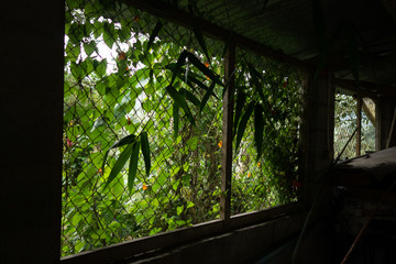 window in the jungle