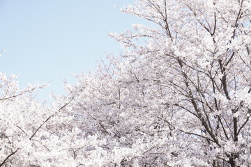 봄 벚꽃, 분홍색 꽃.
Spring cherry blossoms, pink flowers.
