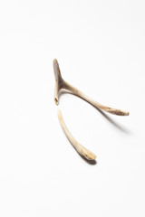 Fototapeta premium broken betting bone on white background