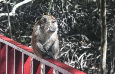 Monkey in Black Mangroves forest. Langkawi island Mangrove tour. Vacation and holidays in Malaysia Andaman Sea.