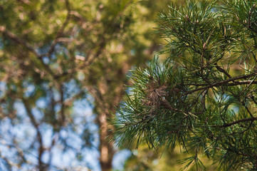 Pine branches with cones on blurred background