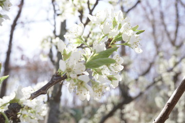 봄 벚꽃, 분홍색 꽃.
Spring cherry blossoms, pink flowers.