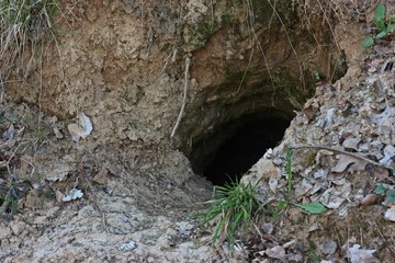 Dachsbau an einem Waldweg in Nordhessen © Schmutzler-Schaub