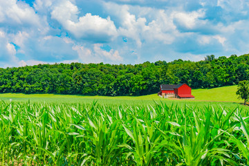 Indiana red barn in rural farm country with corn crop - obrazy, fototapety, plakaty