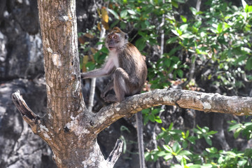 Naklejka na ściany i meble Monkey in Black Mangroves forest. Langkawi island Mangrove tour. Vacation and holidays in Malaysia Andaman Sea.